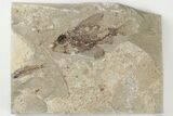 Cretaceous Fossil Fish (Ctenothrissa) - Hakel, Lebanon #200783-1